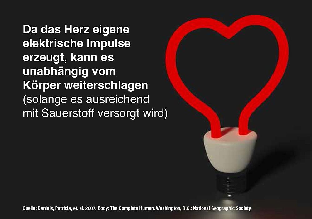 8 Fakten über Ihr Herz