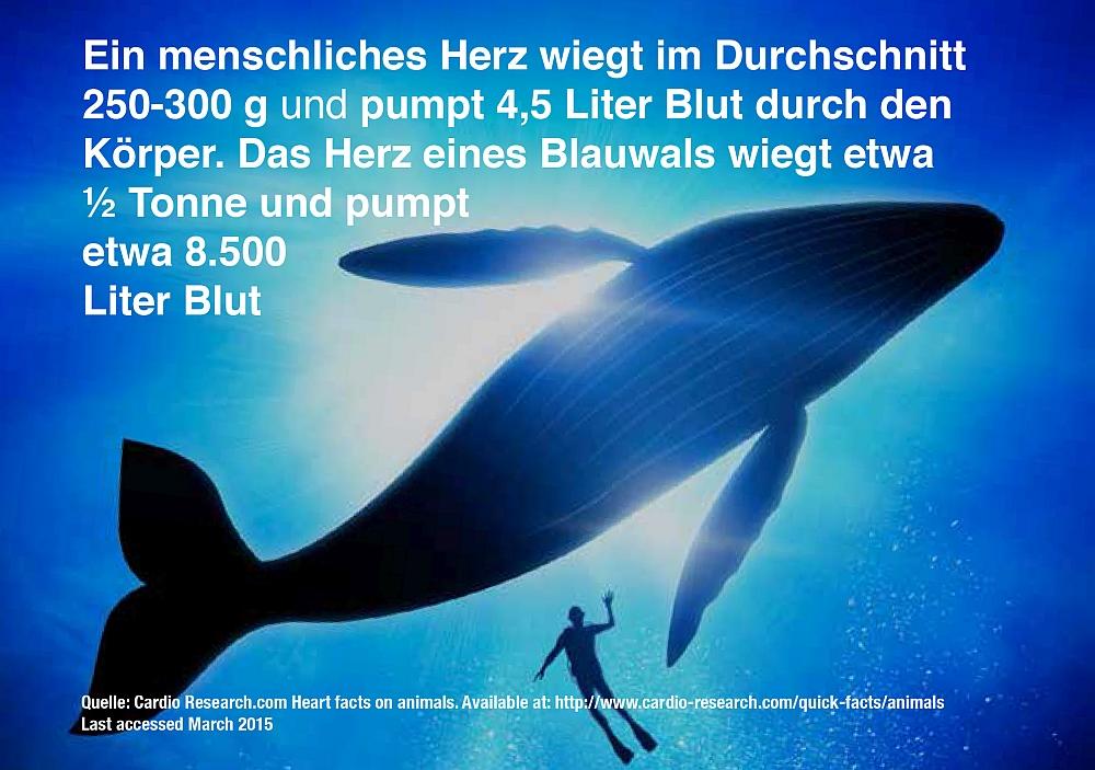 8 Fakten über Ihr Herz