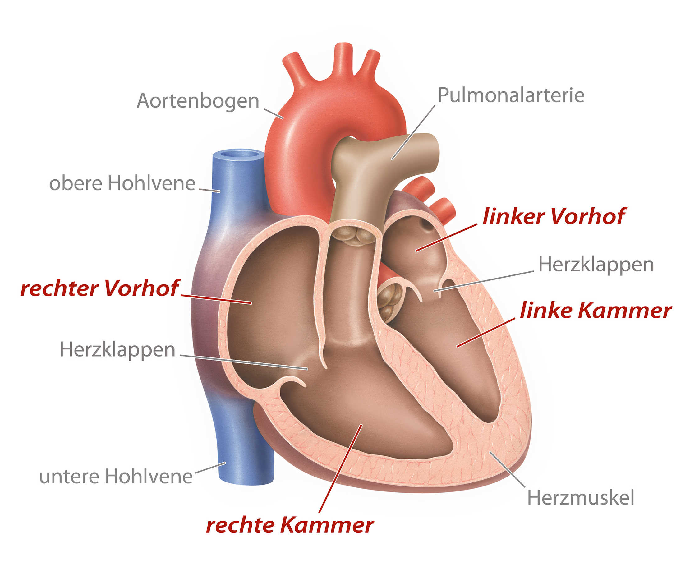 Was macht das Herz kaputt?