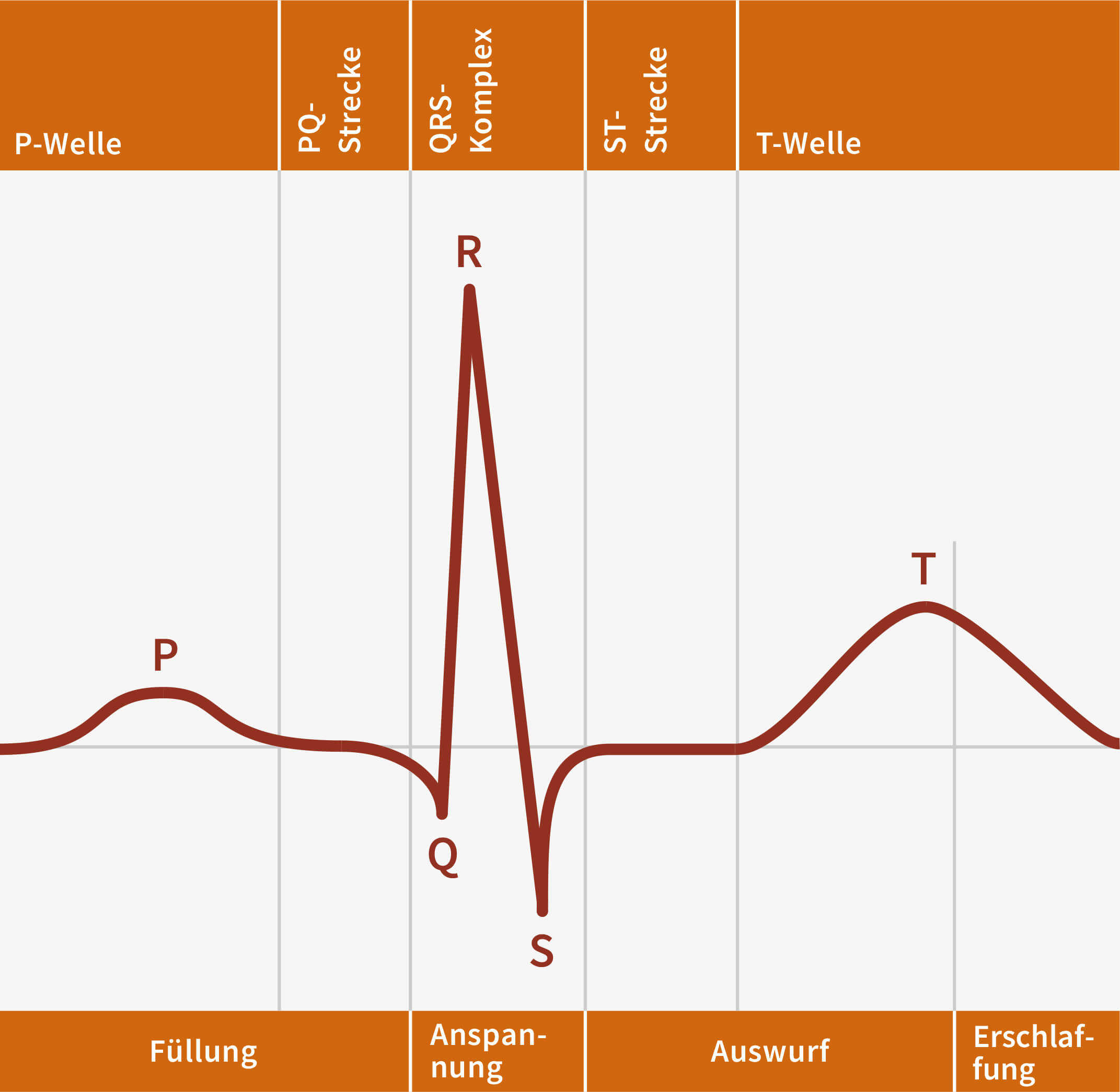 Normalzustand einer EKG Kurve