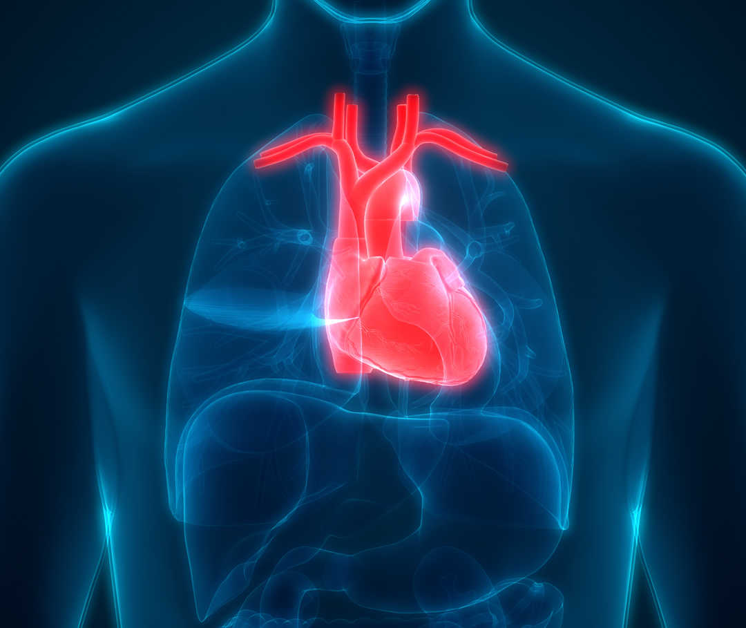 Eine röntgenähnliche Darstellung eines Oberkörpers mit rot eingefärbtem Herzmuskel.