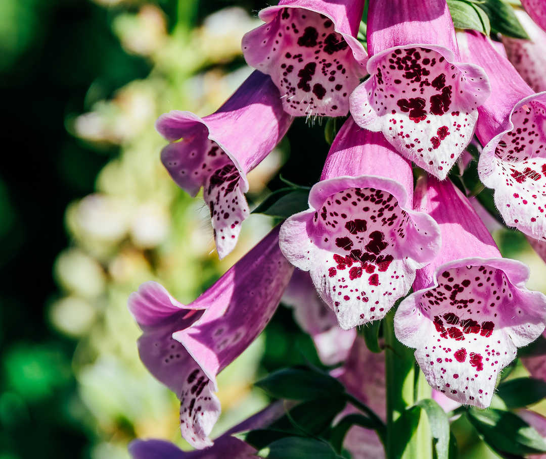 Eine lilafarbene Fingerhutpflanze, aus der die Wirkstoffe einiger Herzglykoside gewonnen werden.