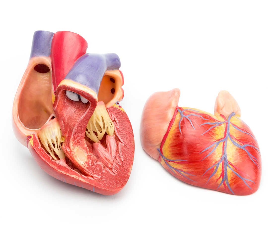 Querschnitt eines Herz-Modells zur Veranschaulichung von Herzinsuffizienz