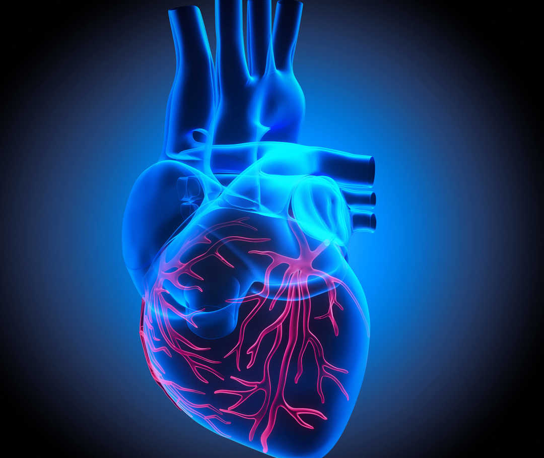 Abbildung zeigt den Aufbau des Herzens mit seinen Venen, Arterien und Herzkranzgefäßen, die für die Herzfunktion essenziell sind.