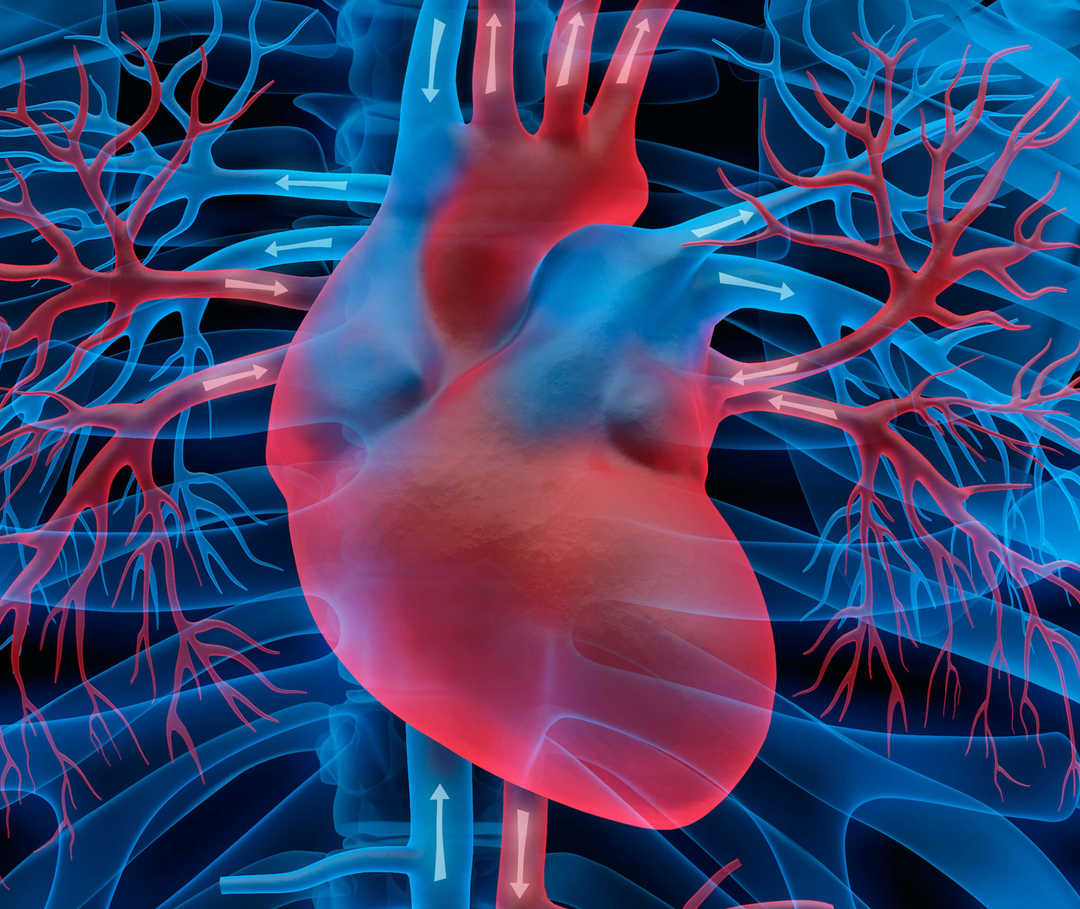 Ein Herzmuskel, der sauerstoffarmes Blut aufnimmt und sauerstoffreiches Blut zurück in den Körper pumpt – bei einer Herzinsuffizienz funktioniert dieser Prozess nicht einwandfrei.