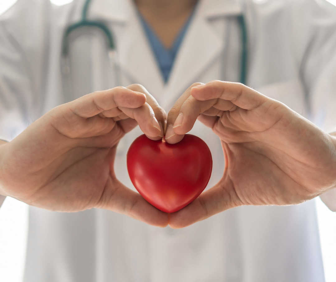 Eine Person in weißem Kittel hält ein Modell eines Herzens in der Hand.