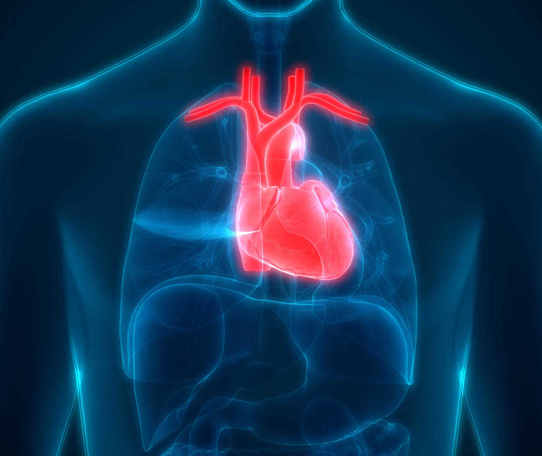 Eine Herzinsuffizienz schränkt die Blutversorgung der Organe im Körper ein.