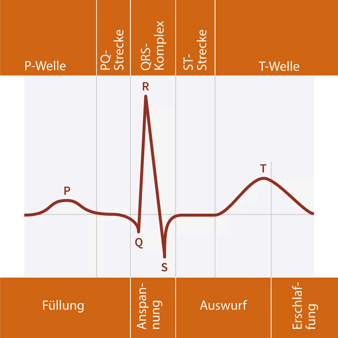 Normalzustand einer EKG Kurve