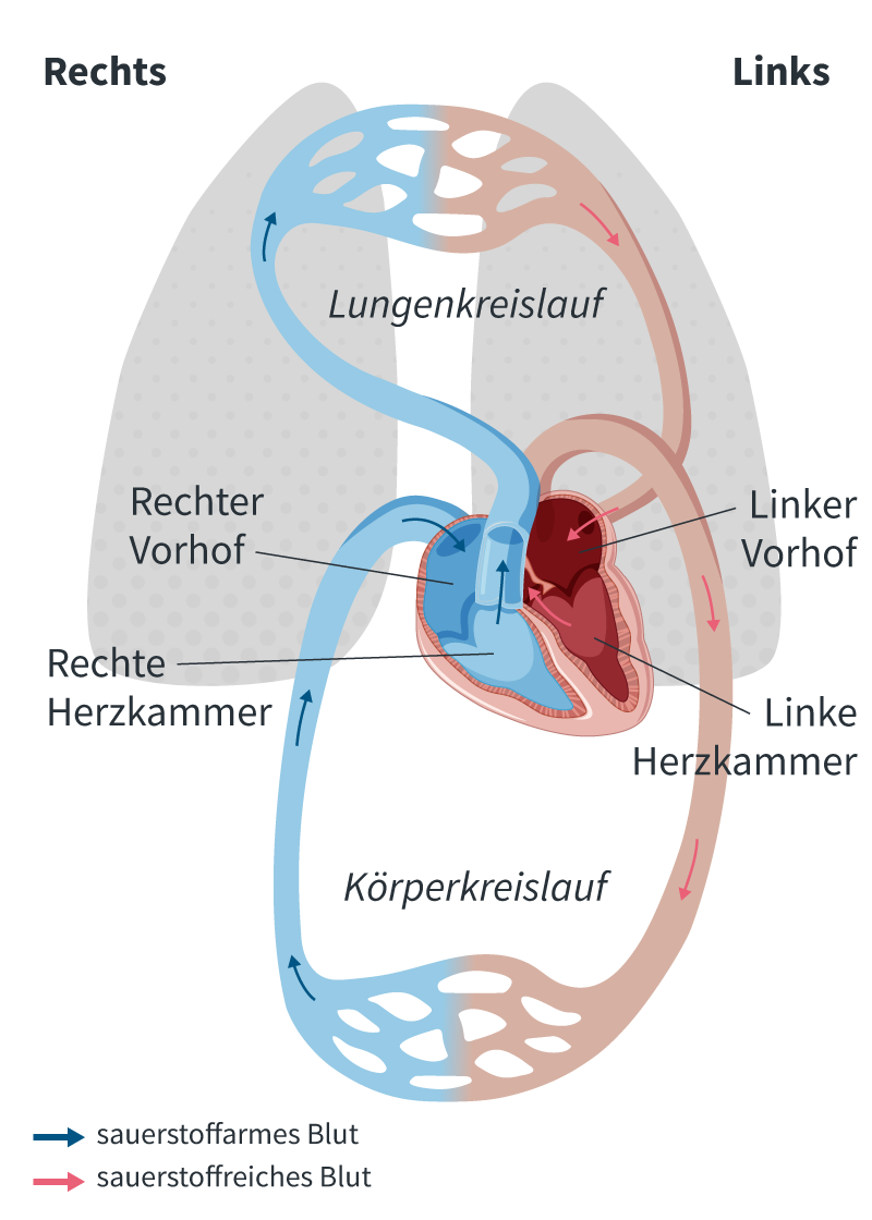 Grafische Darstellung des Blutkreislaufs