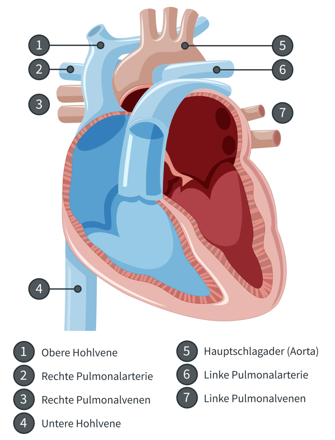 Aufbau des Herzens mit Venen und Arterien