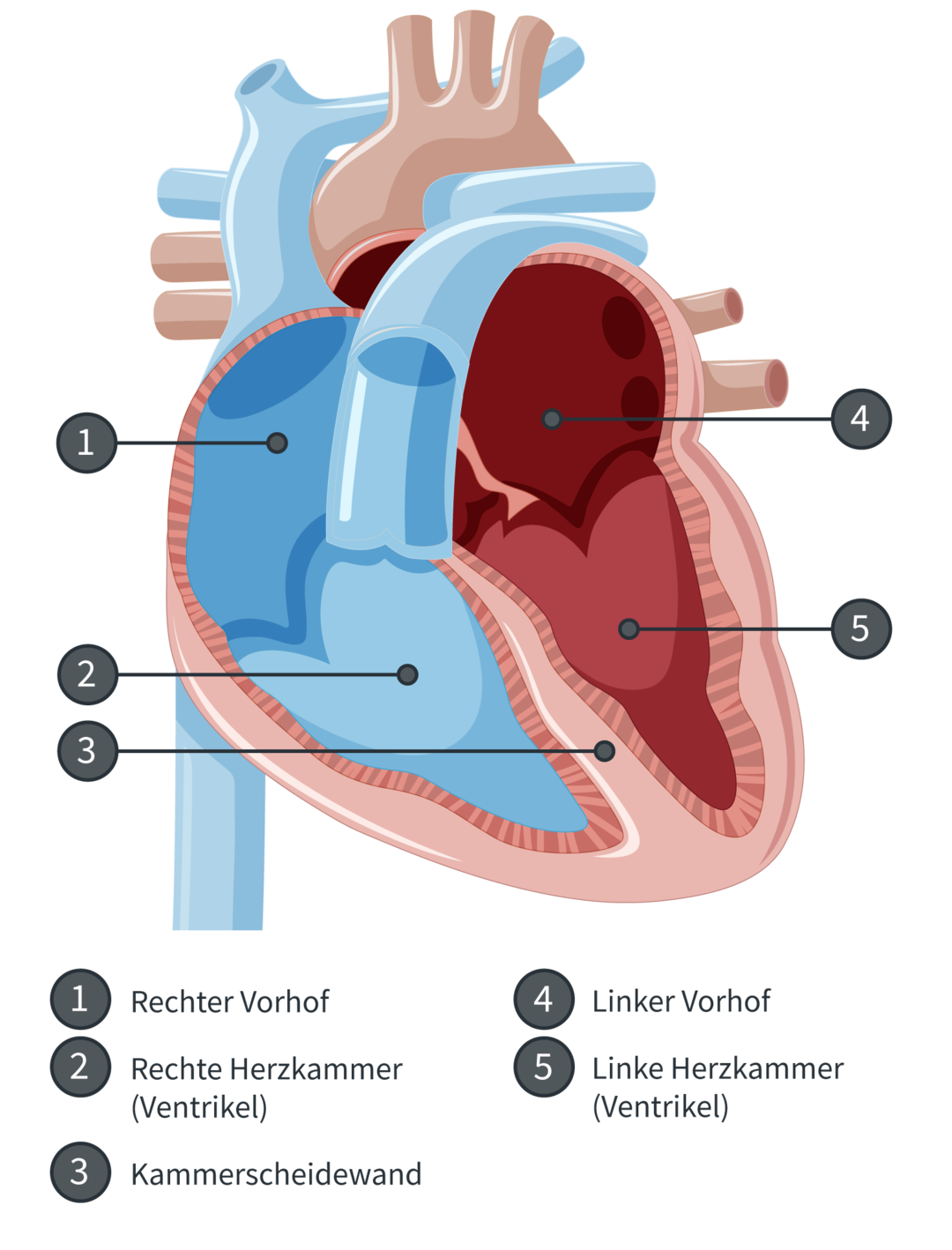 Aufbau des Herzens mit Kammern und Vorhöfen
