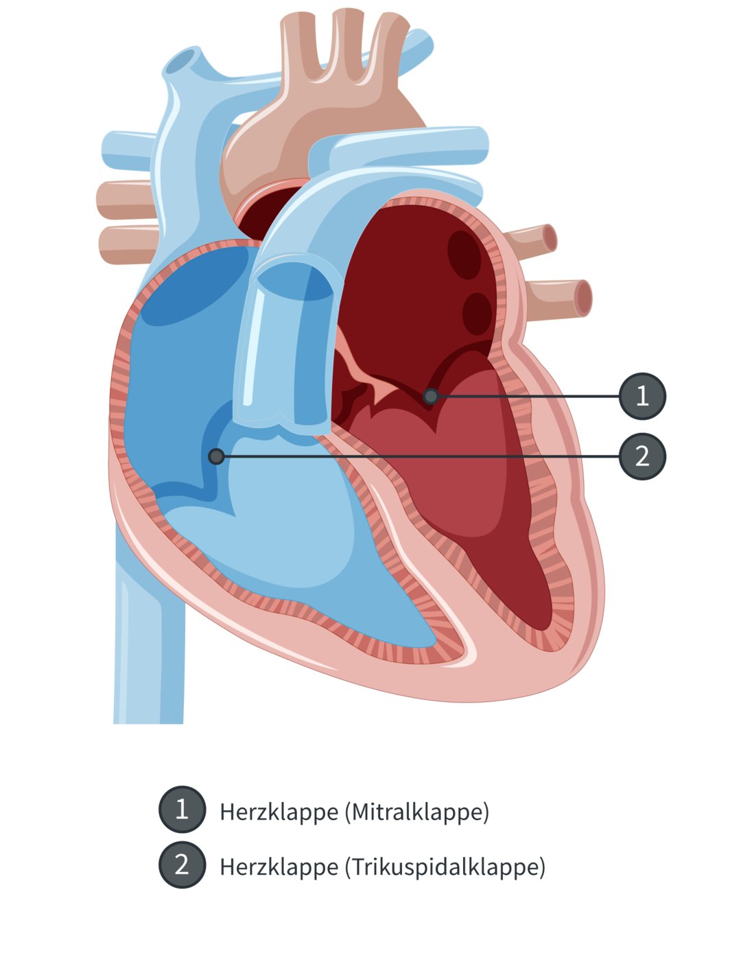 Aufbau des Herzens mit Herzklappen